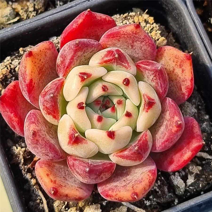 Echeveria 'Odysseia' 奥德赛