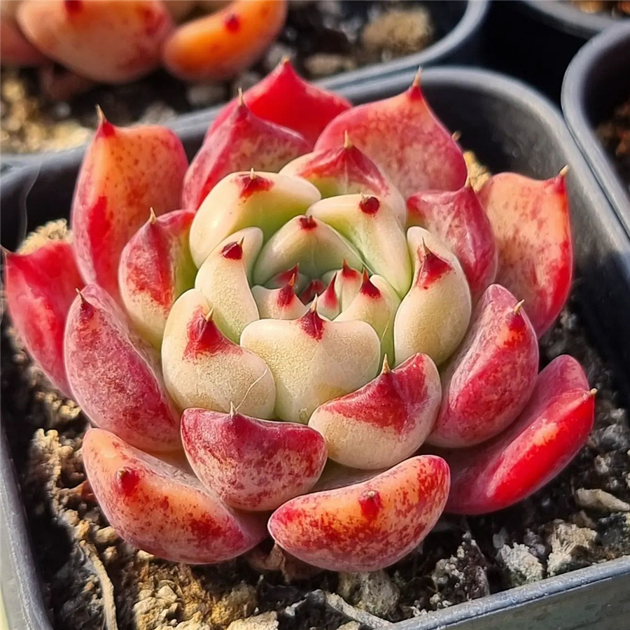 Echeveria 'Odysseia' 奥德赛