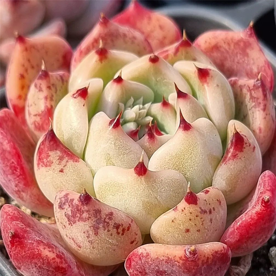 Echeveria 'Odysseia' 奥德赛