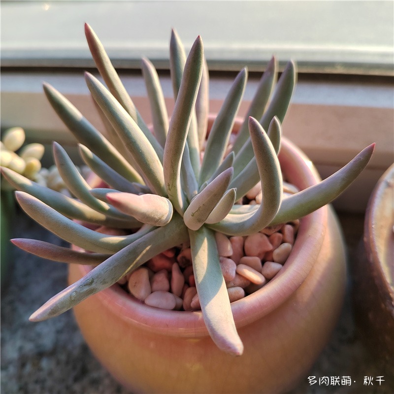 爱杜丽斯