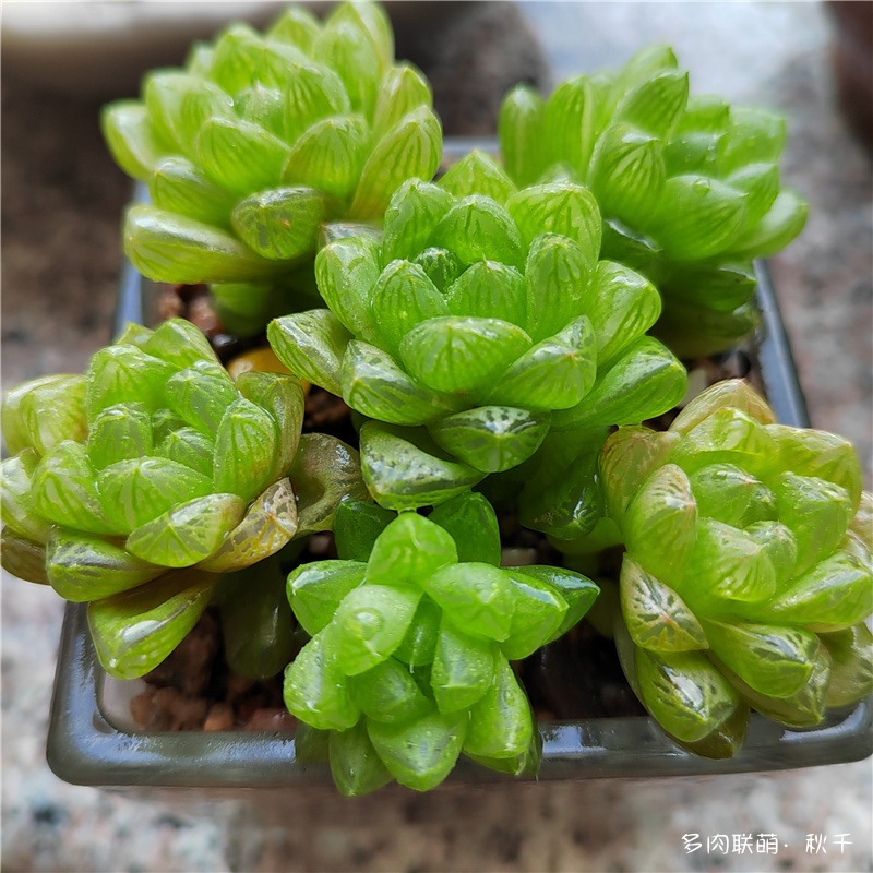 草玉露