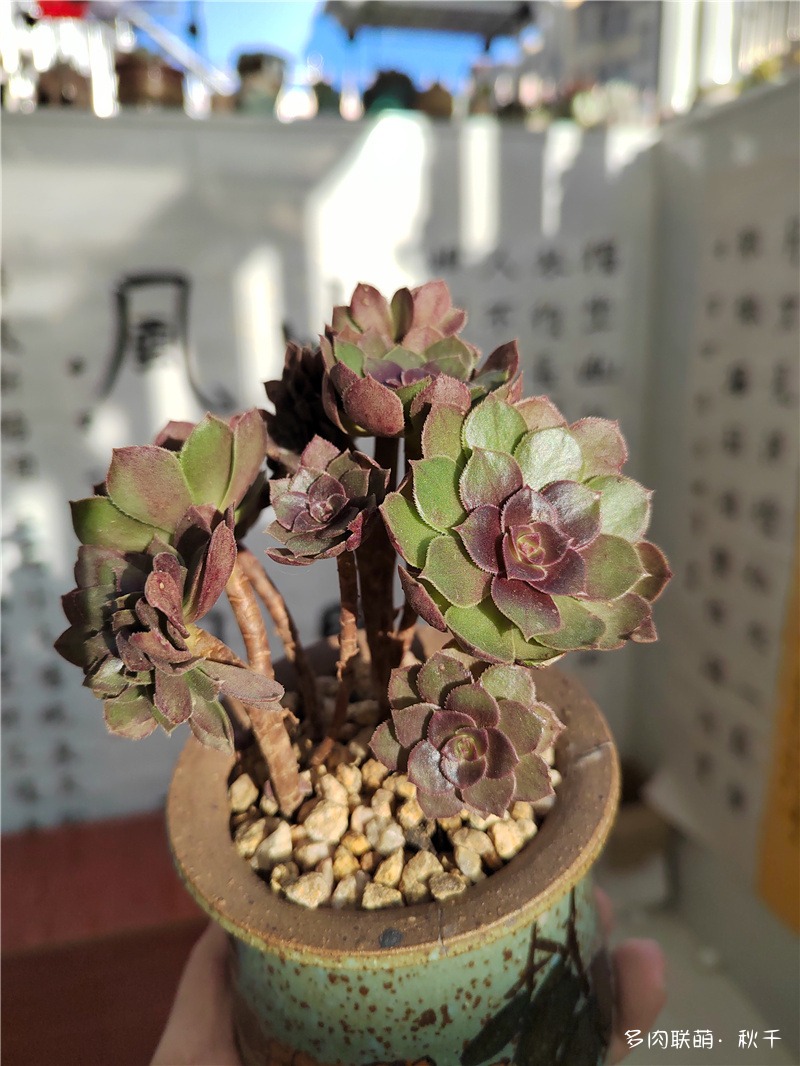 万圣节缀