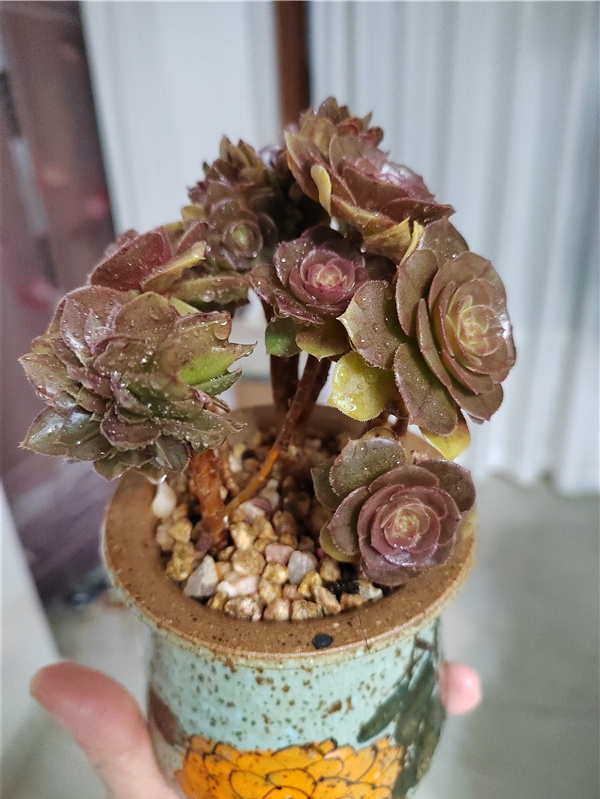 万圣节缀