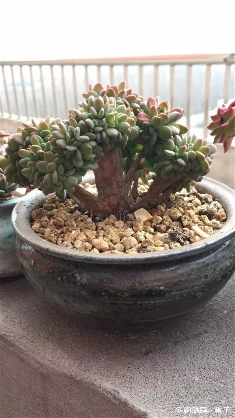 马库斯缀
