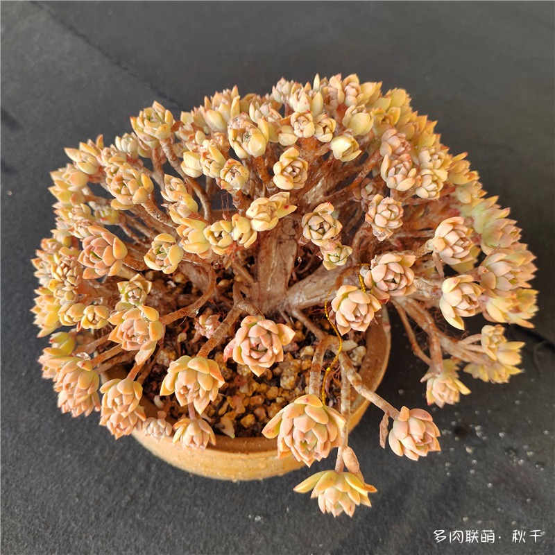 马库斯缀