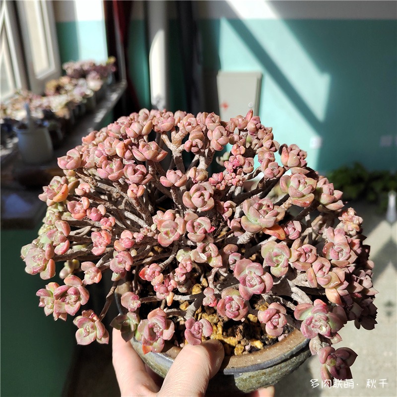 马库斯缀