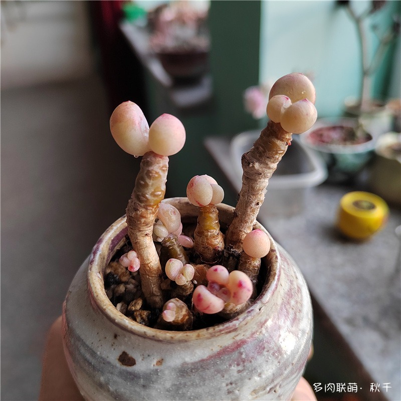 罗琦