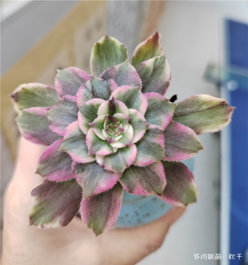 铜壶超白