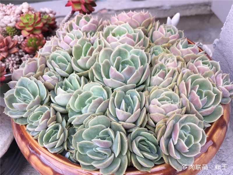 昂斯诺