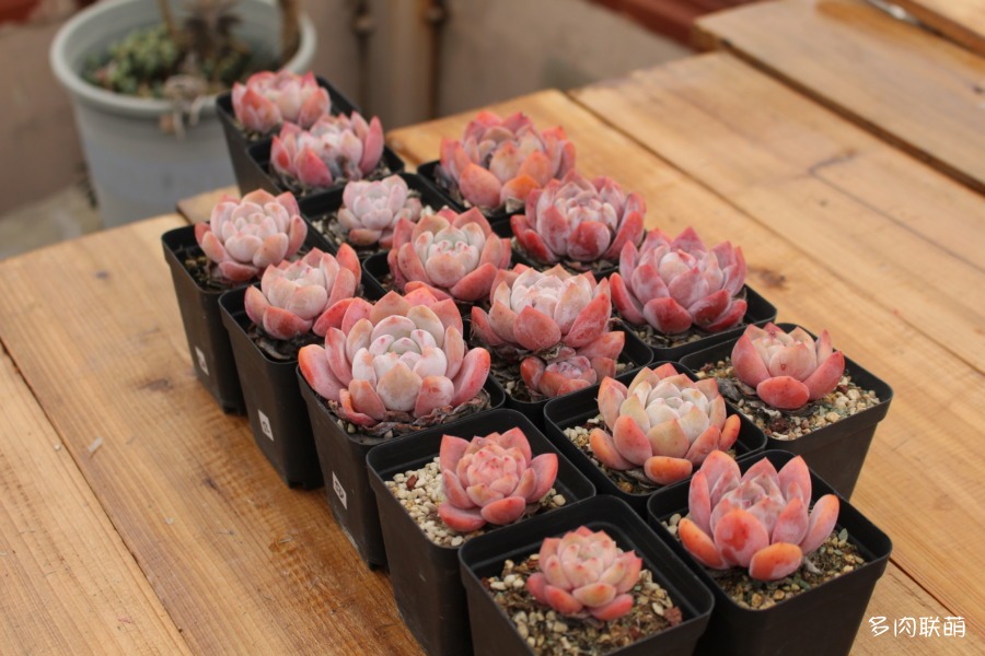 芙蓉雪莲