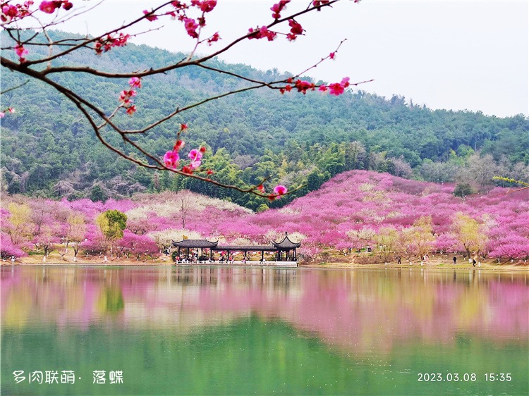 香山梅花