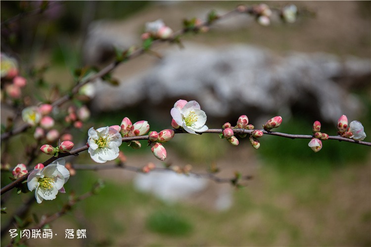 三月的扬州