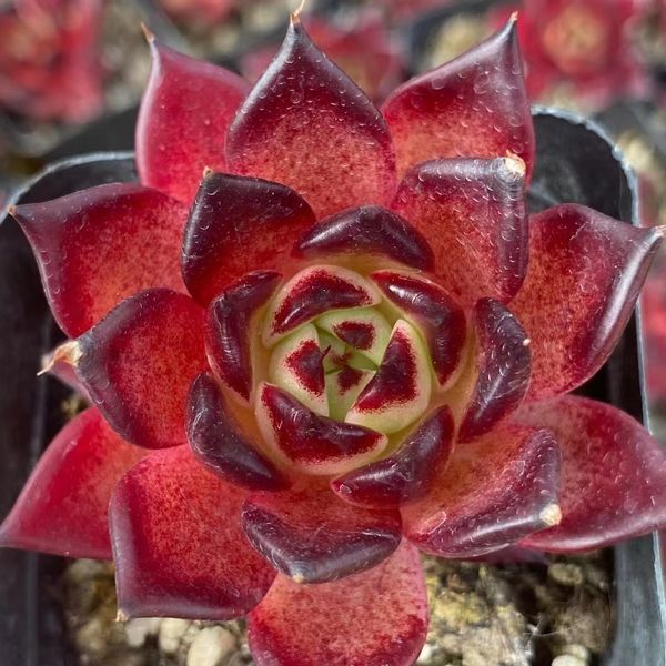 Echeveria Agavoides 'dark Night'