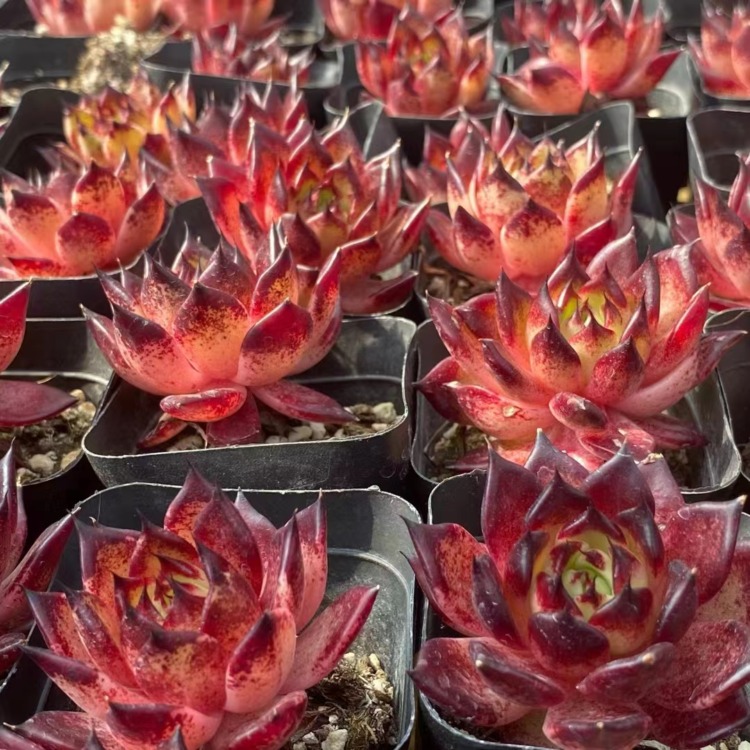 Echeveria Agavoides 'dark Night'