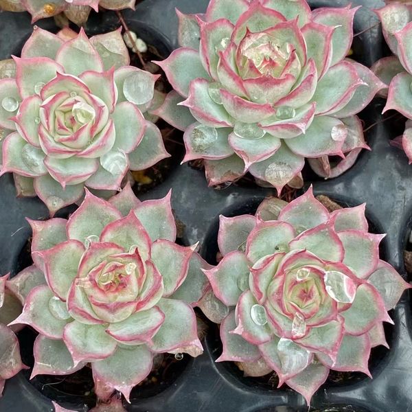 Echeveria 'White Dragon Horse' 白龙马