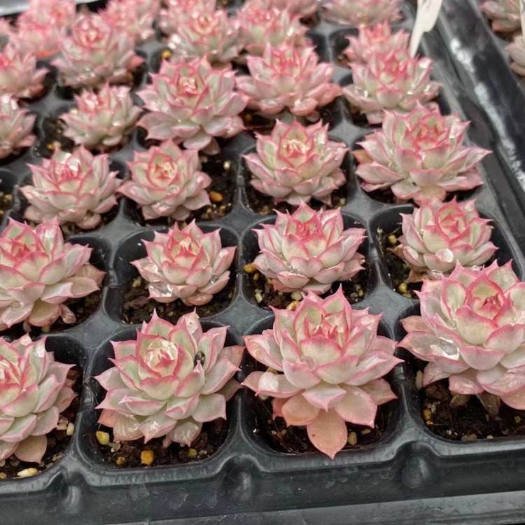 Echeveria 'White Dragon Horse' 白龙马