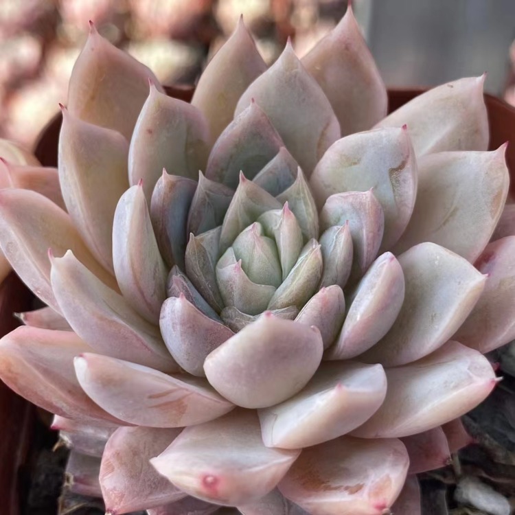 Echeveria 'Caribbean Blue' 加勒比海蓝