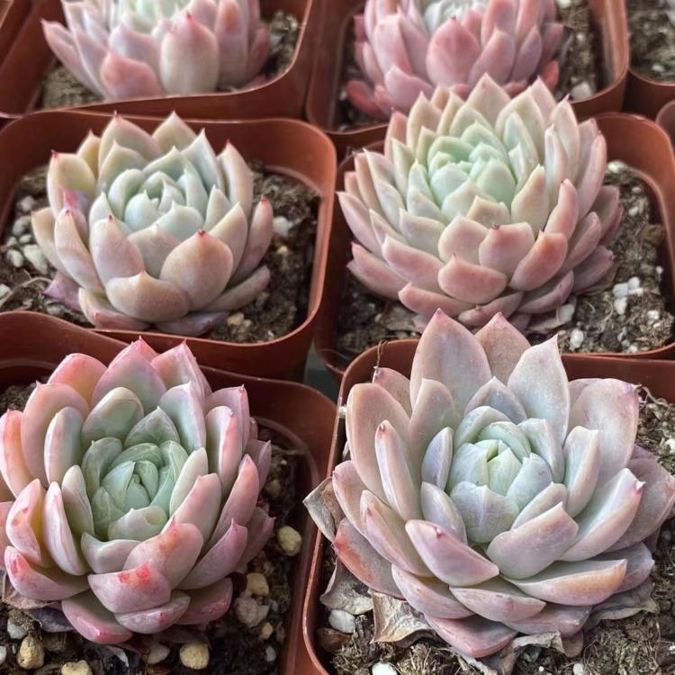 Echeveria 'Caribbean Blue' 加勒比海蓝