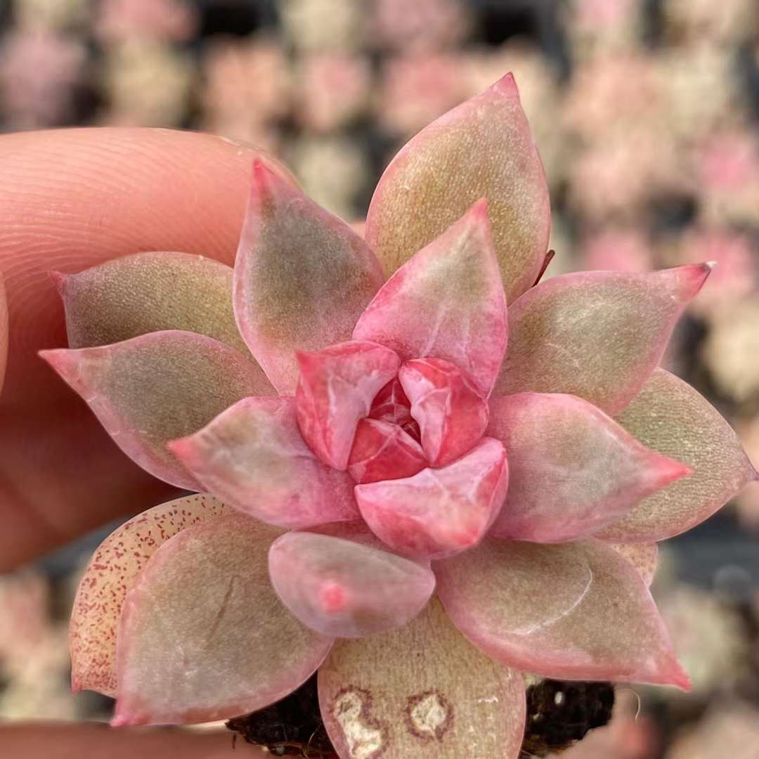 Echeveria Bernicka 伯尼皮卡