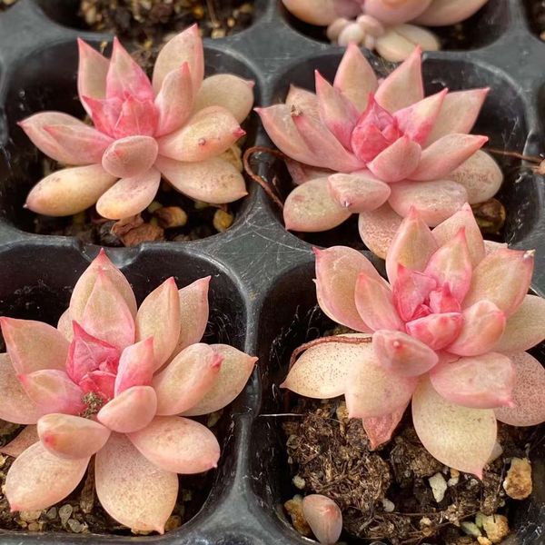 Echeveria Bernicka 伯尼皮卡