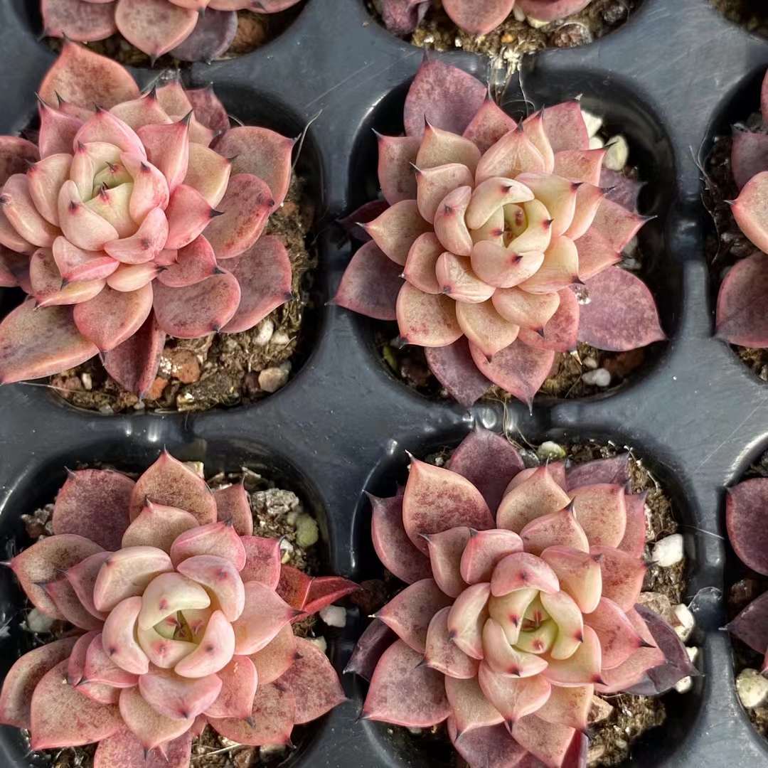 Echeveria 'actress"赤伶 