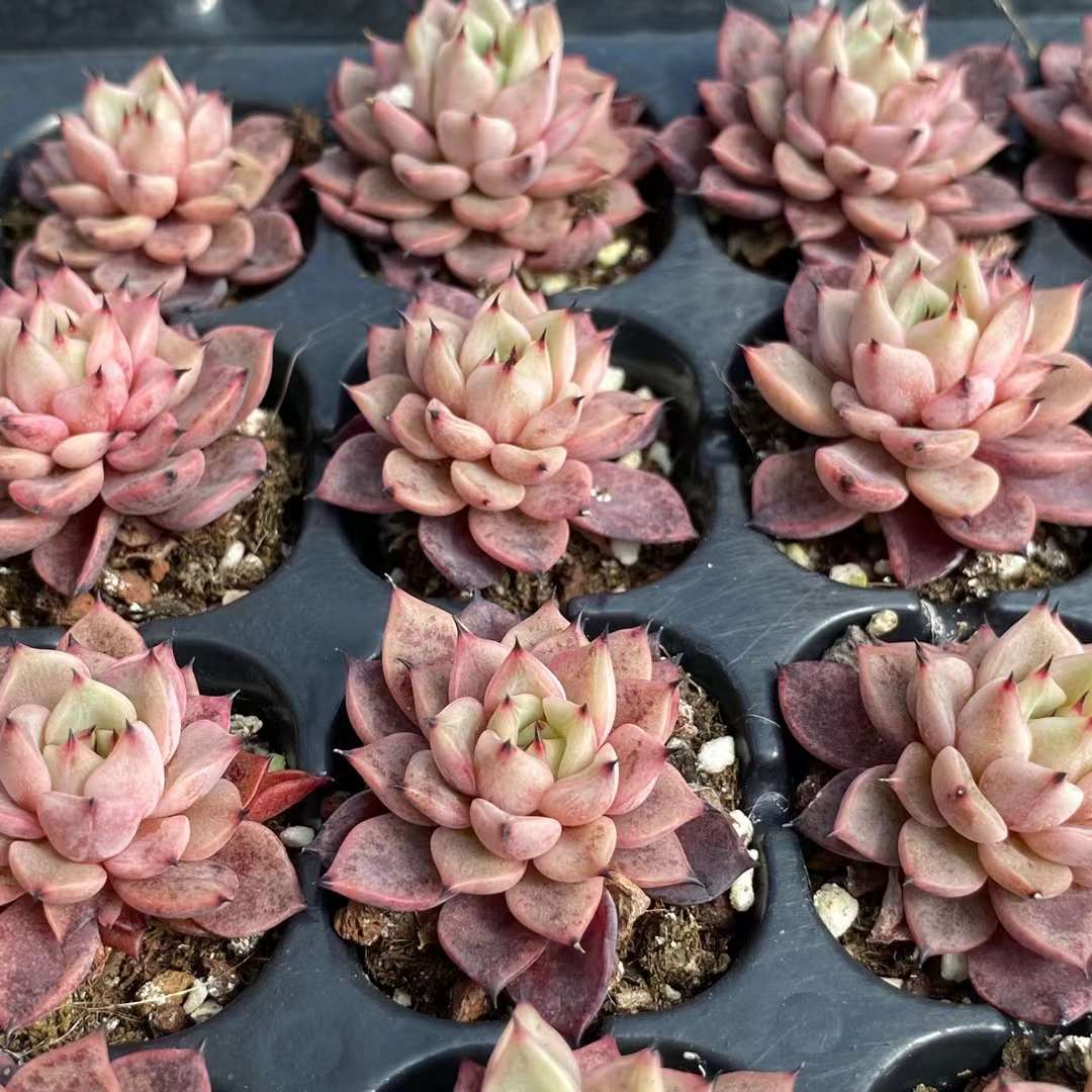 Echeveria 'actress"赤伶 