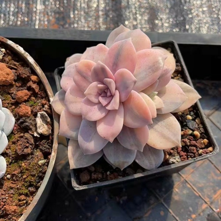 Graptopetalum superbum 锦化