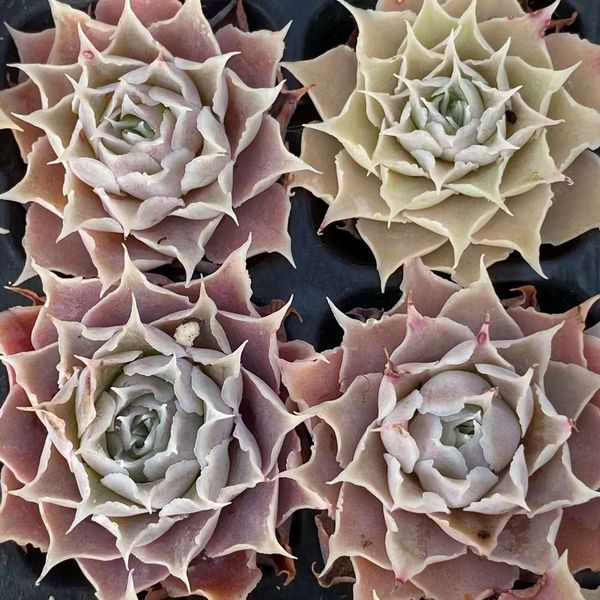 Echeveria 'Bing Ye' 冰也