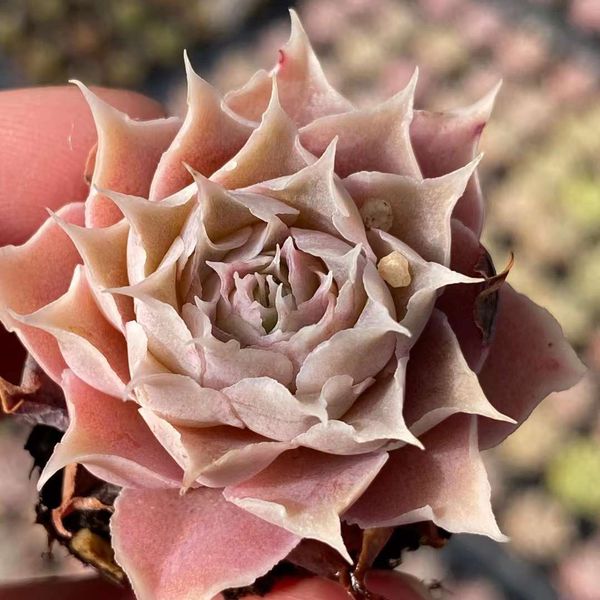 Echeveria 'Bing Ye' 冰也