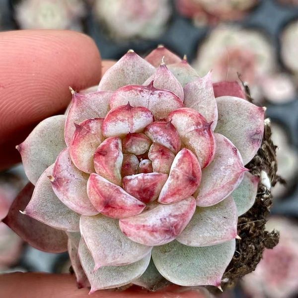 Echeveria 'Flannel' 法兰绒