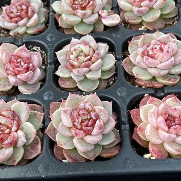 Echeveria 'Flannel' 法兰绒