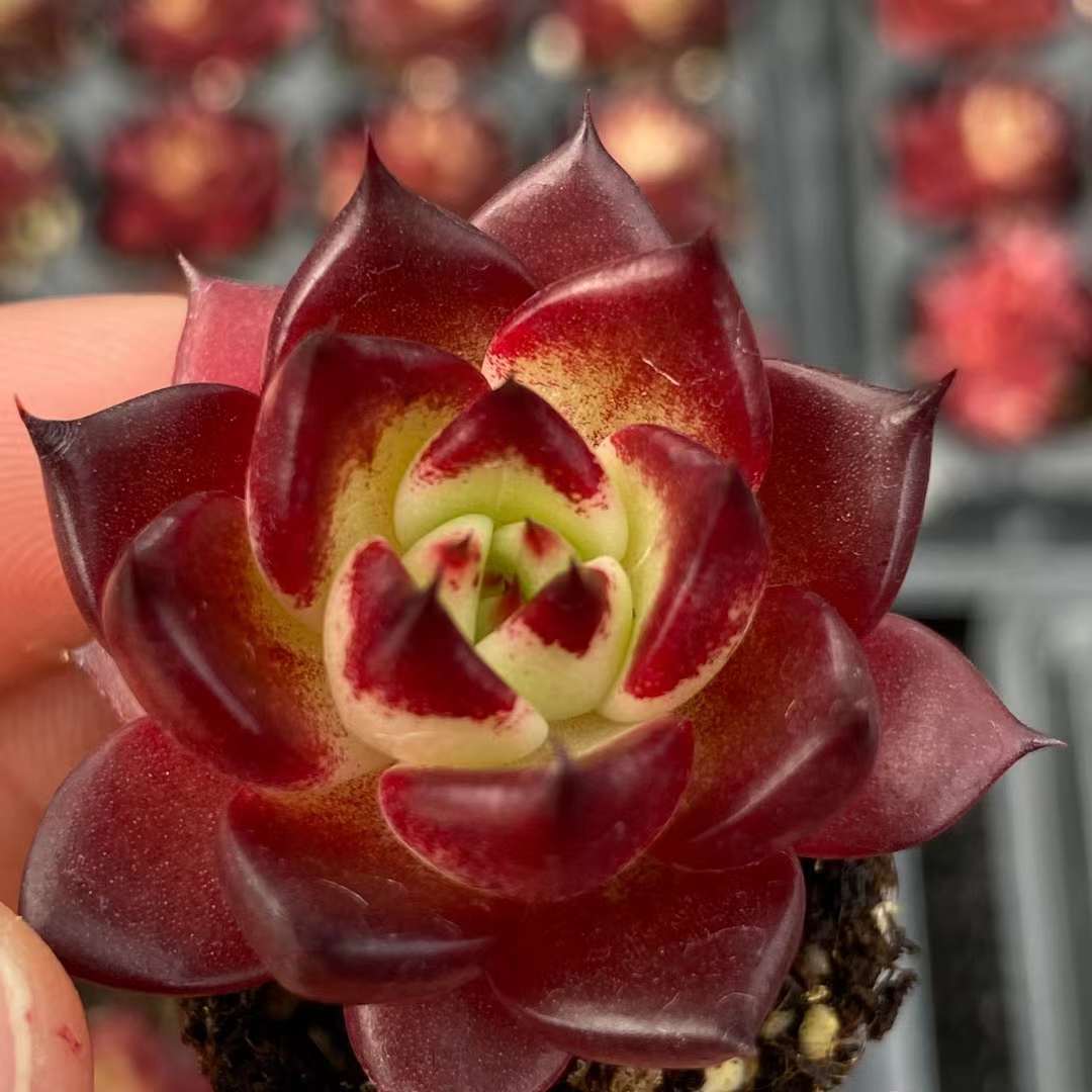 Echeveria 'Qi Shao' 七勺