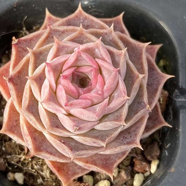 Echeveria 'Taro'