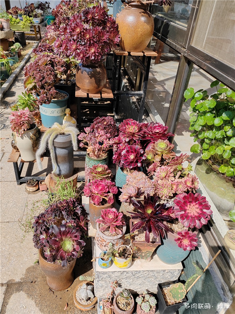 花园咤紫嫣红
