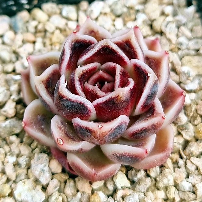 Echeveria 'Dragon Scales' 龙鳞