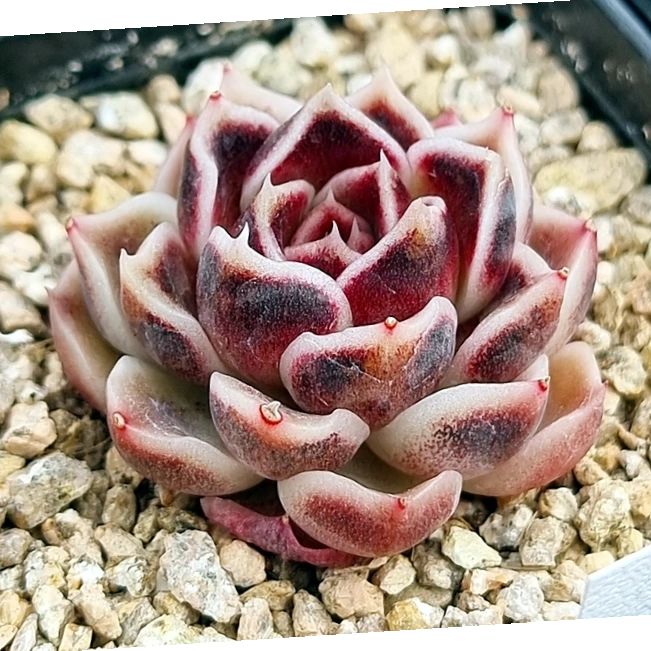 Echeveria 'Dragon Scales' 龙鳞