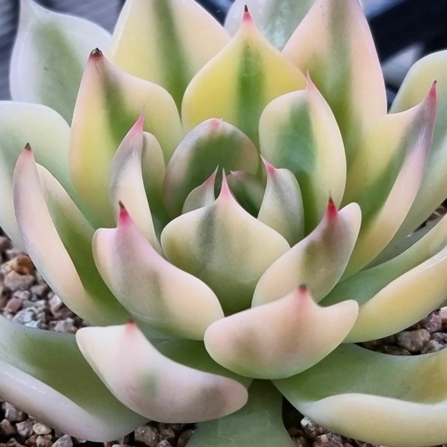 Echeveria 'Heivi Queen' 海维女王