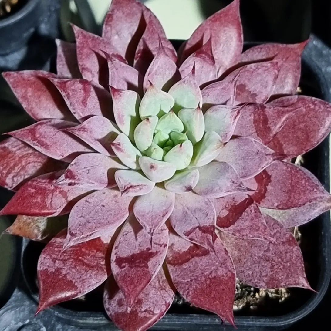 Echeveria 'Ametrine No.2'  紫黄晶