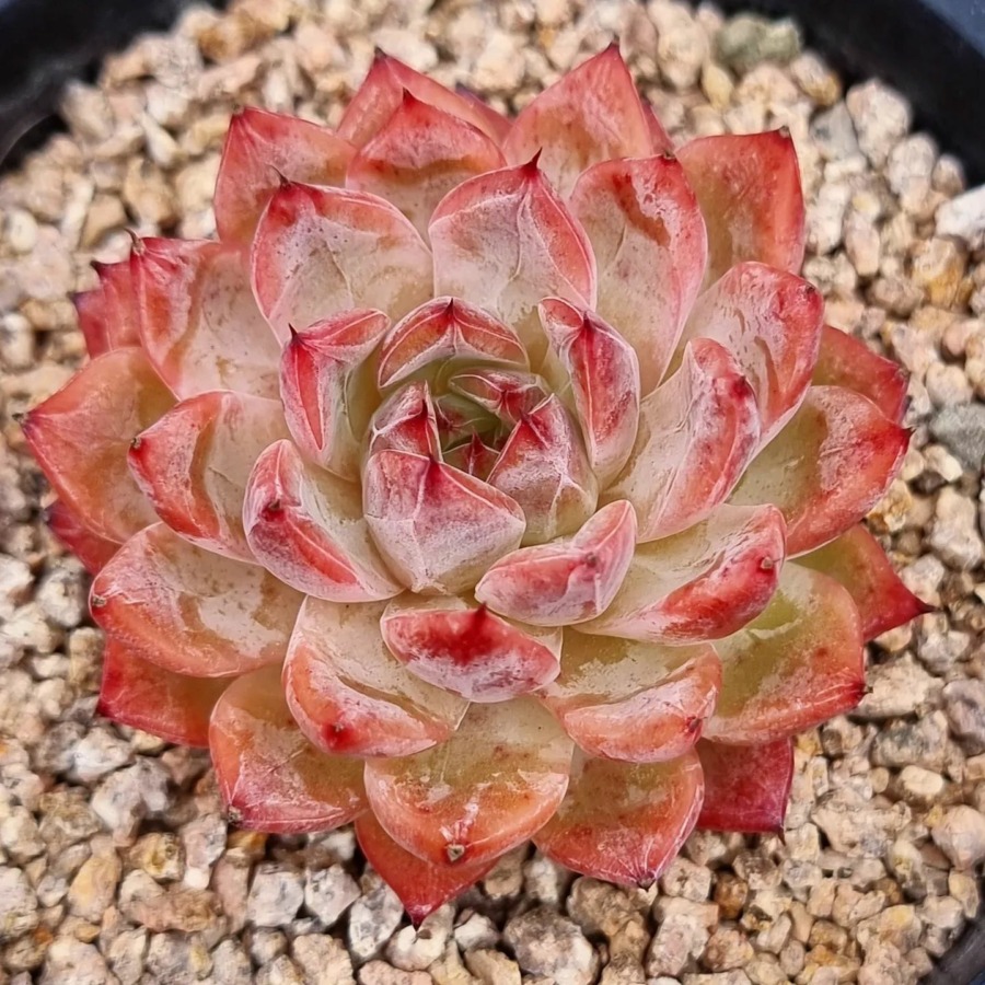 Echeveria 'Incredible'   妙极