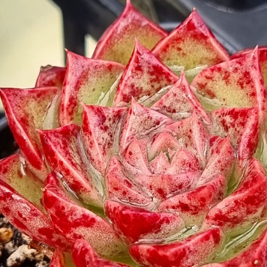 Echeveria 'Love Day' '爱情日