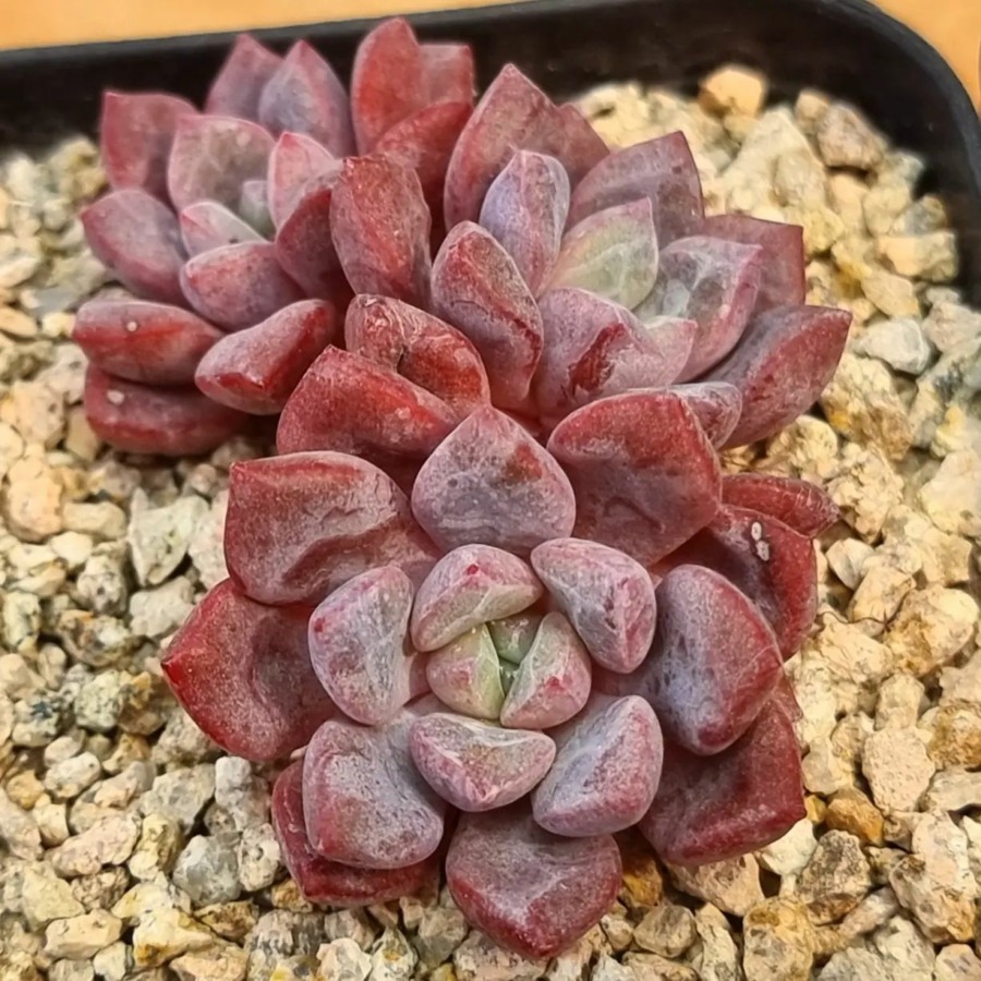 Echeveria 'Deep Purple' 深紫