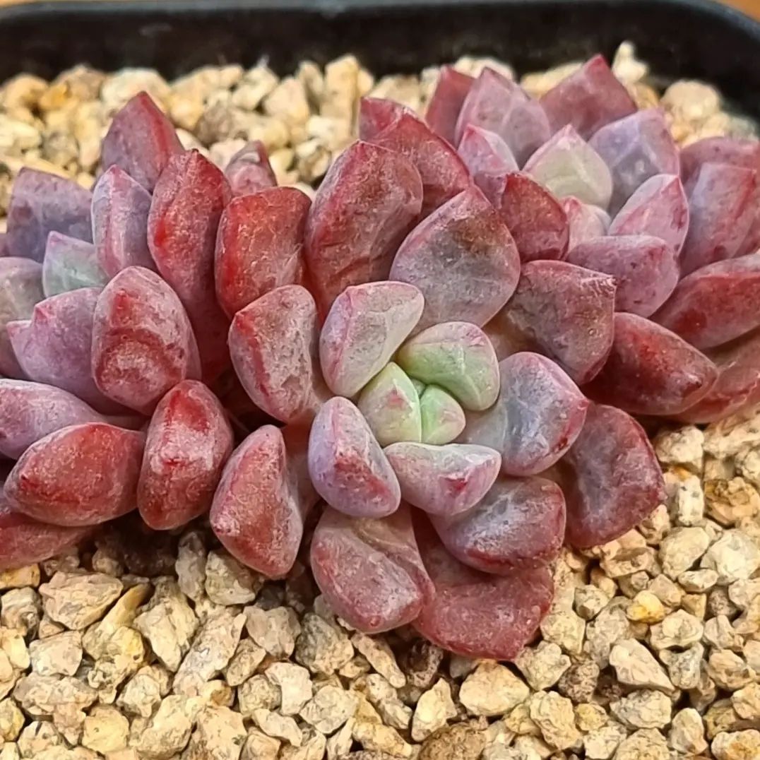 Echeveria 'Deep Purple' 深紫