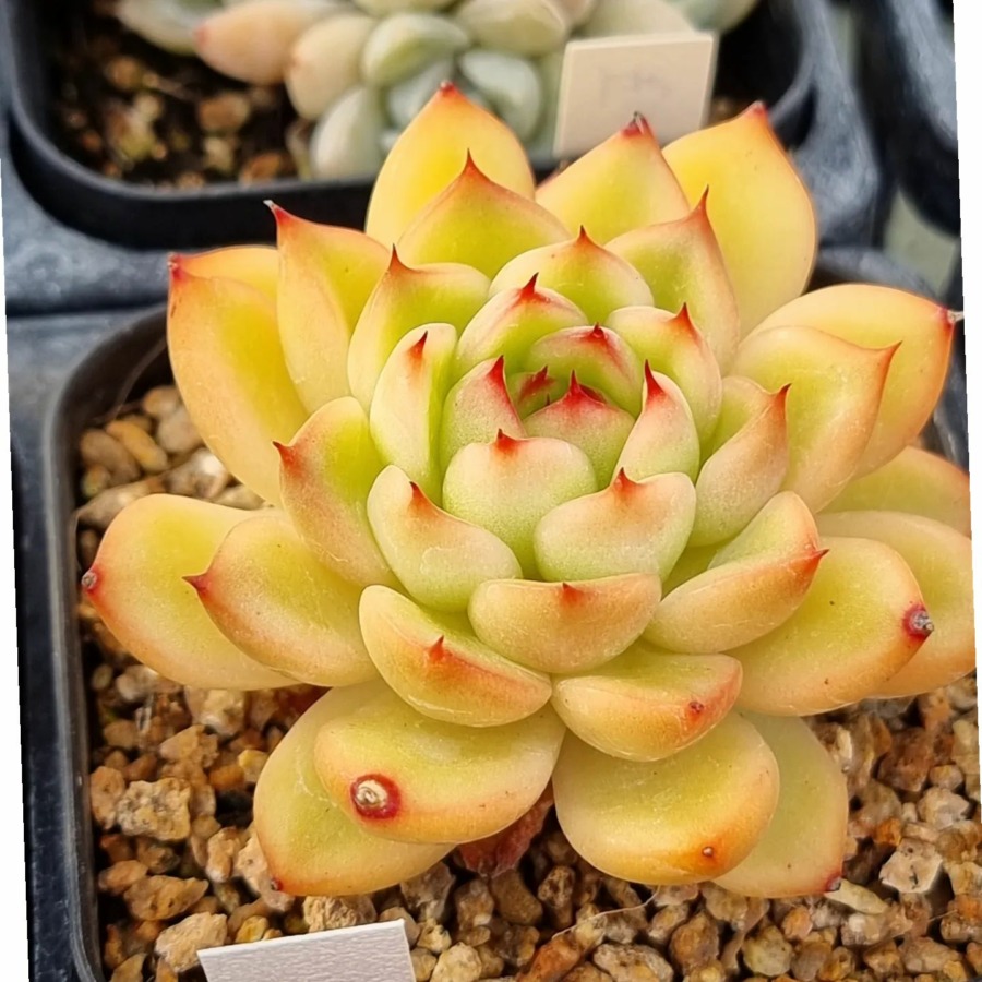 Echeveria 'Edge Gold'  金边