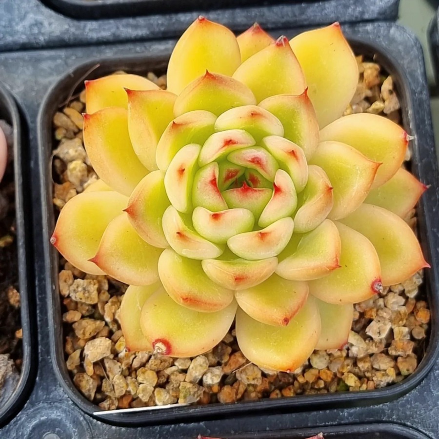 Echeveria 'Edge Gold'  金边