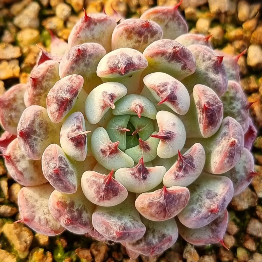 Echeveria 'Indigo Purple' 靛蓝紫