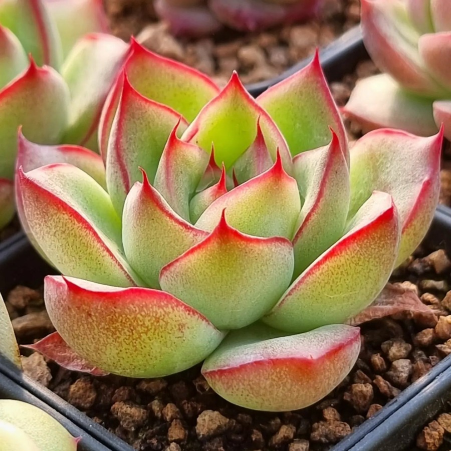 Echeveria Sasha  '莎莎'