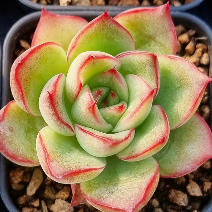 Echeveria Sasha  '莎莎'