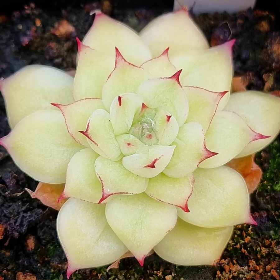 Echeveria 'Titian' variegated   蒂蒂安