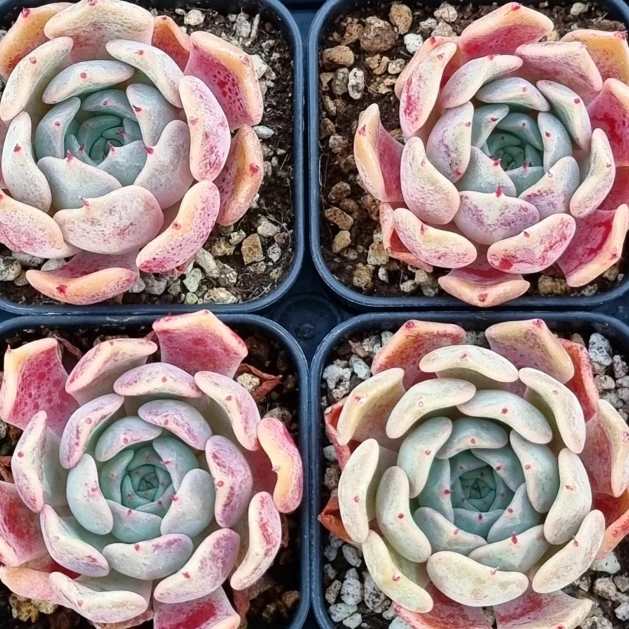 Echeveria 'Romantic Kiss' 浪漫之吻