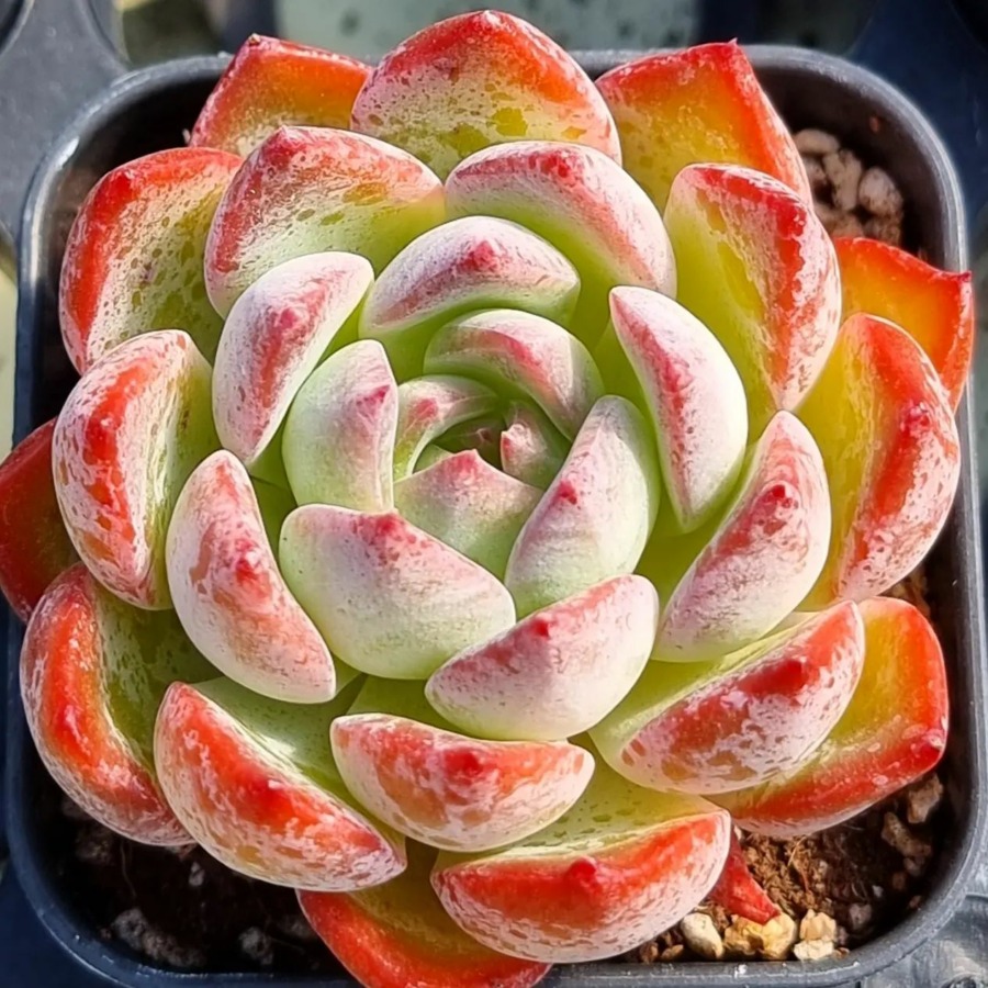 Echeveria 'Penelope'  珀涅罗珀